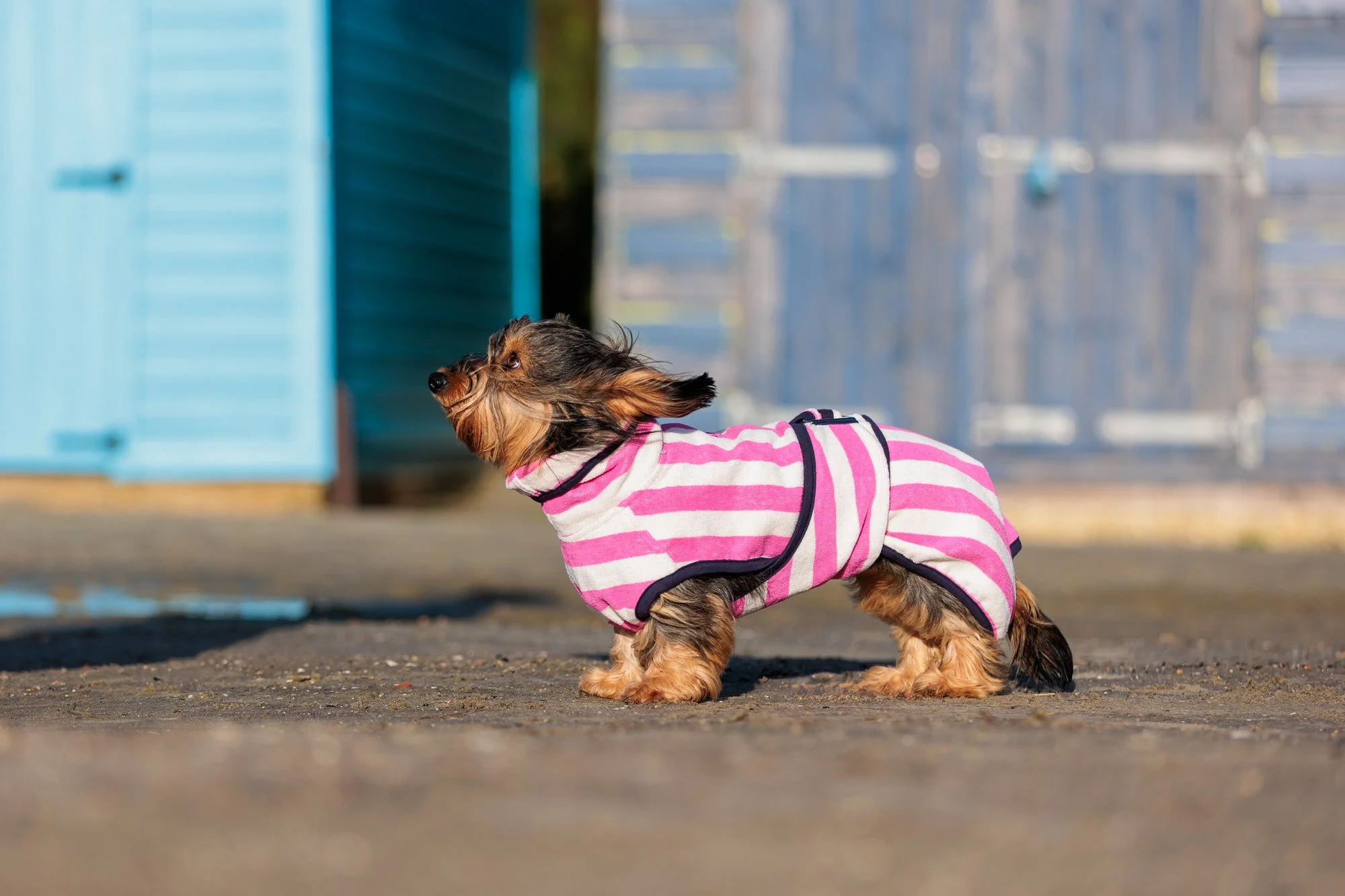 Dog Drying Robes | Harbour Hounds